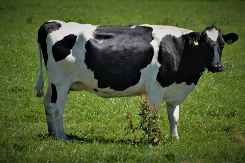 cow, black white, animal